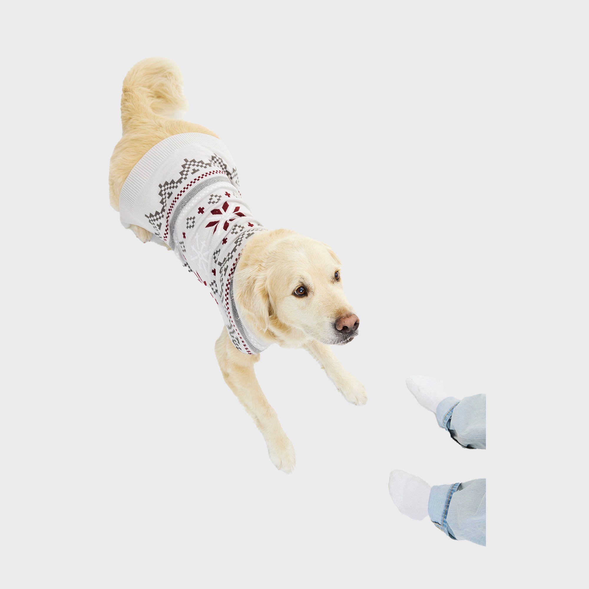 Den fancy hundejulesweater