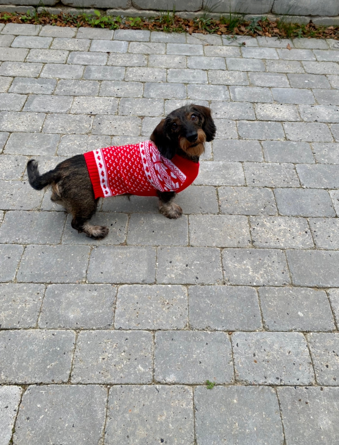 En brun hund med en rød julesweater med hvidt mønster på.