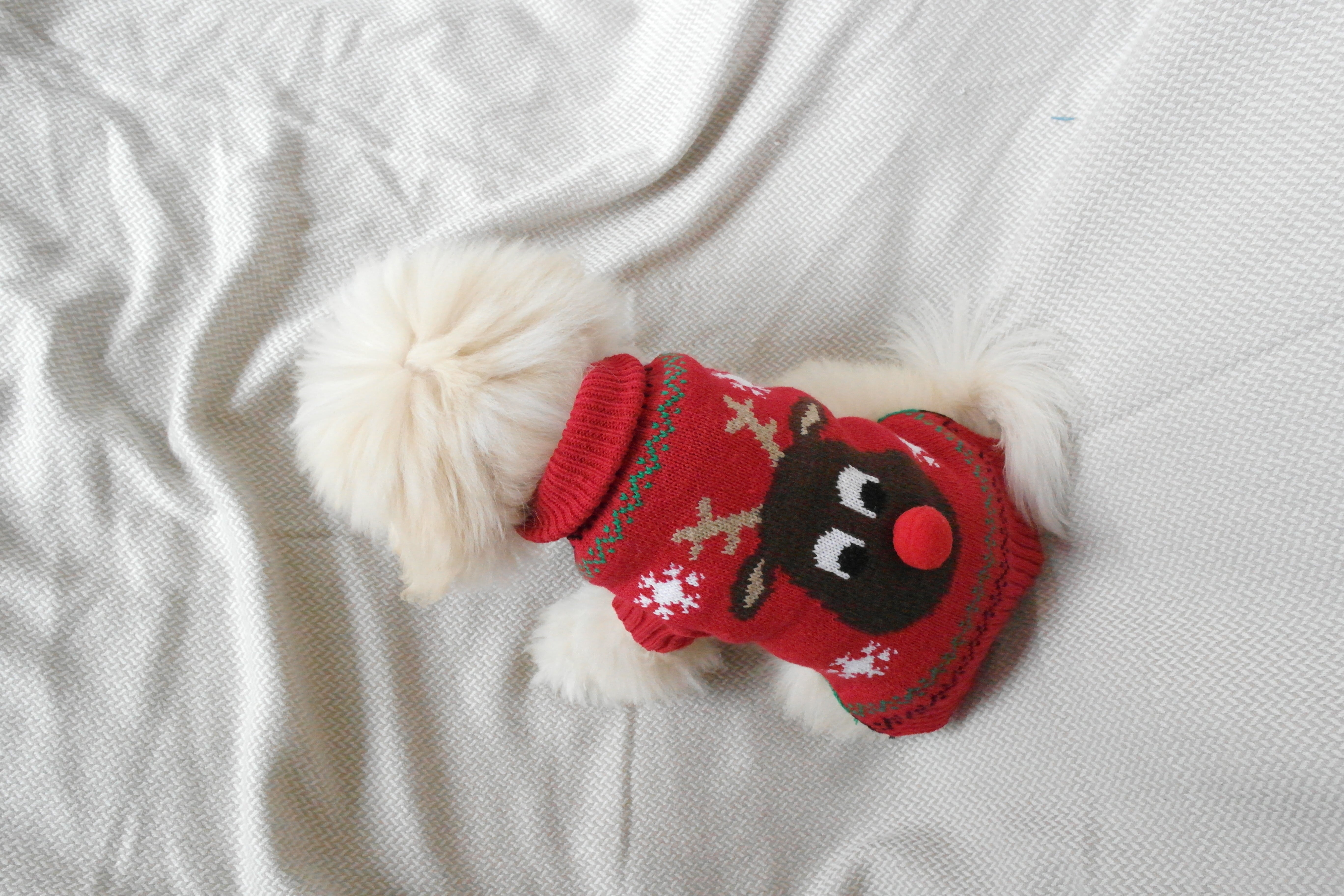 En lille, hvid hund med en rød julesweater.