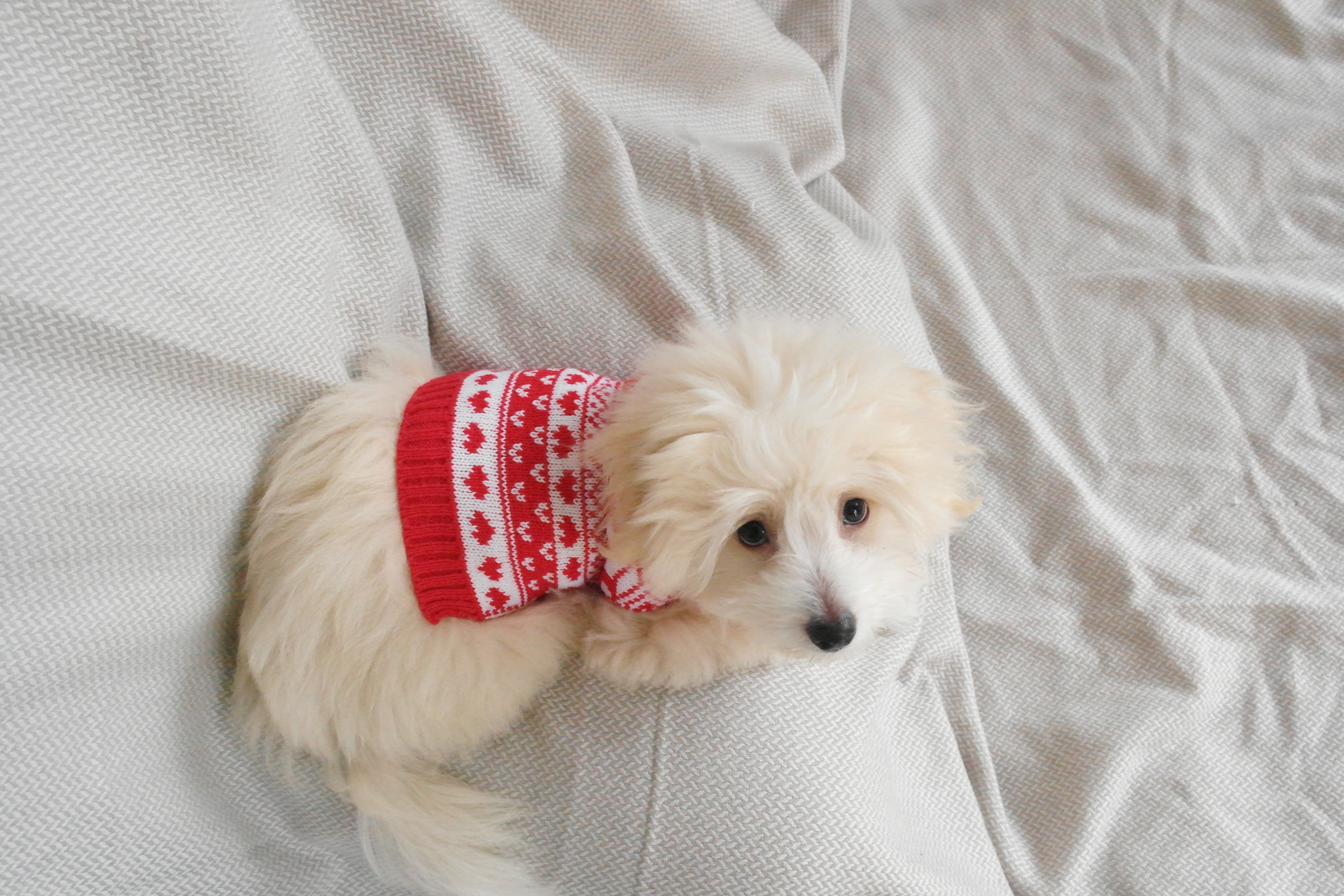 En lys hund med en rød julesweater med hvidt mønster på.