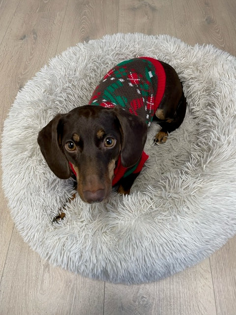 En sød, lille hund med en grøn og rød julesweater.